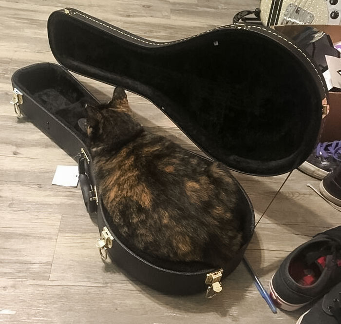 I Can’t Leave An Instrument Case Open For Any Amount Of Time Without Her Doing This. My Mandolin Case Happens To Be Just The Right Size For Her