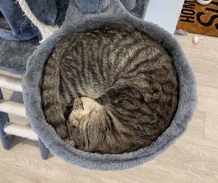 My Cat Snoozing In His Basket