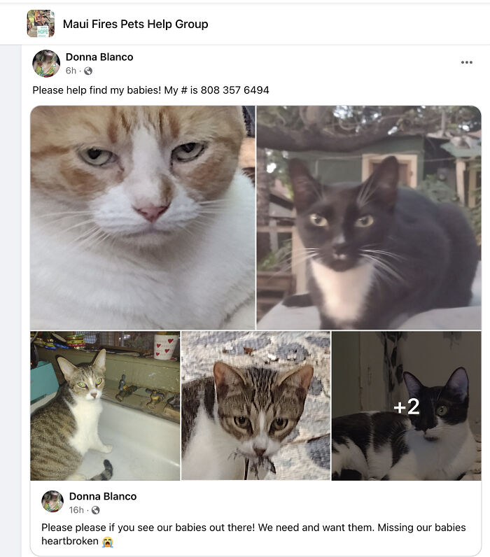 Hope Among Ashes As Maui Community Unites In Helping Wildlife Impacted By Fire Hope Among Ashes As Maui Community Unites In Helping Wildlife Impacted By Fire