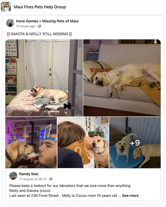 Hope Among Ashes As Maui Community Unites In Helping Wildlife Impacted By Fire Hope Among Ashes As Maui Community Unites In Helping Wildlife Impacted By Fire