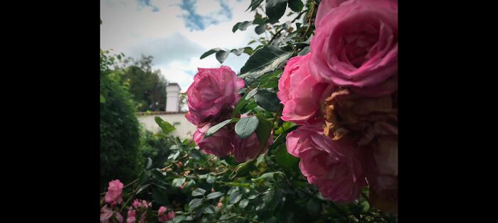 I Believe This Is A China Rose. I'll Admit This Isn't The Best Picture I've Ever Taken, But I Have A Lot Of Photos I'm Proud Of, So I Just Chose This One