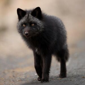 toothless0440 avatar