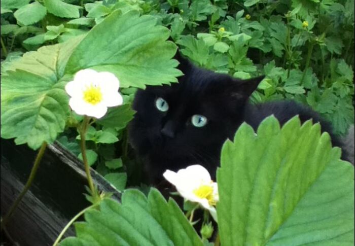 My Siyah Among The Strawberry Plants