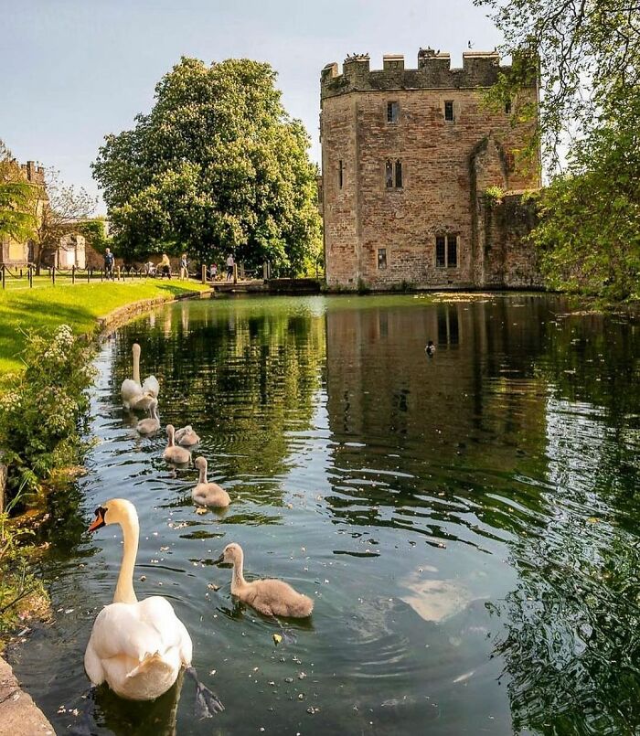 Bishop Palace Swans Ring The Palace Bells Whenever They Want Treats