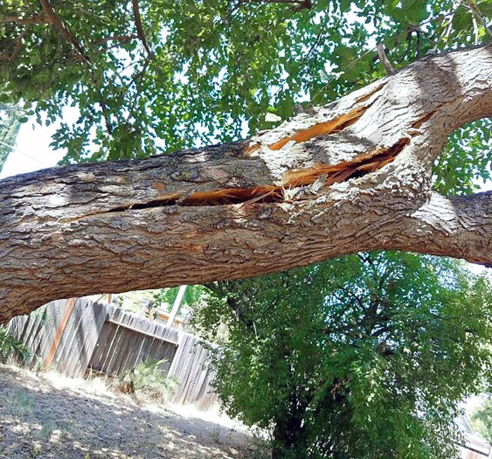 What 115 Degrees Of California Heat Does To A 50-Year-Old Mulberry Tree