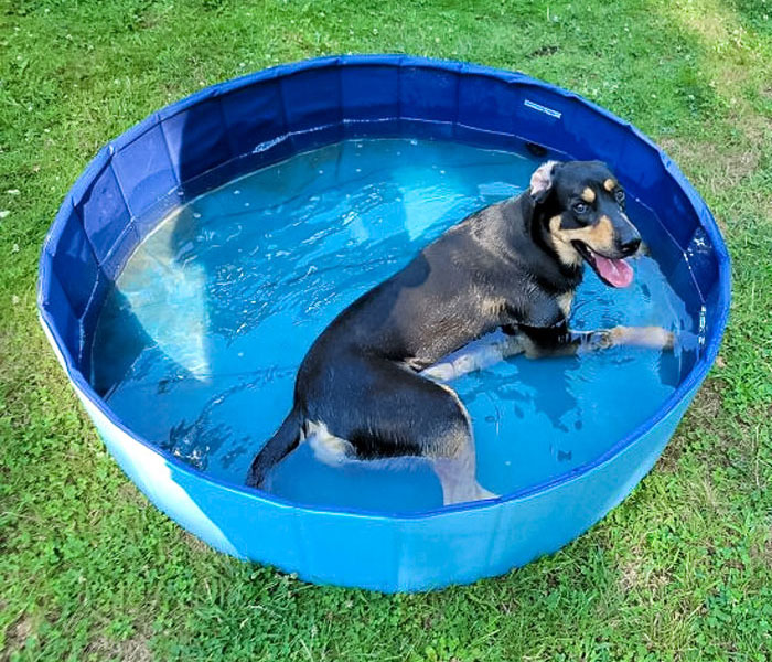 Bailey Staying Cool In The Heat