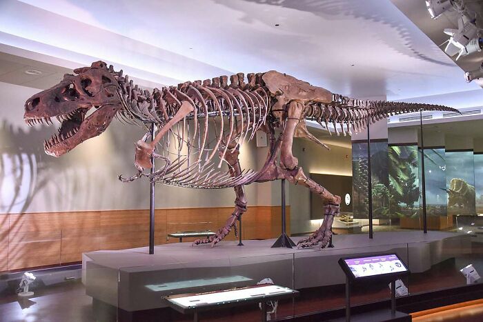 Tyrannosaurus Rex specimen "SUE" on display at the Field Museum of Natural History in Chicago, Illinois