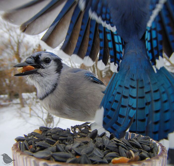 Woman Puts Camera On Bird Feeder In Her Yard, Here Is What It Has Caught (50 New Pics)