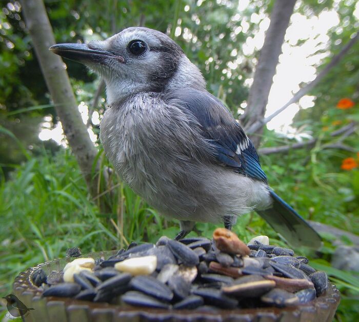 Woman Puts Camera On Bird Feeder In Her Yard, Here Is What It Has Caught (50 New Pics)