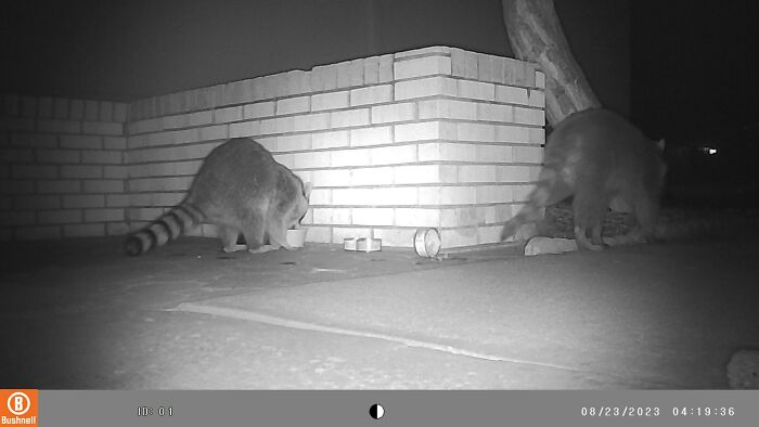 We Were Visited By The Cutest Raccoon Family