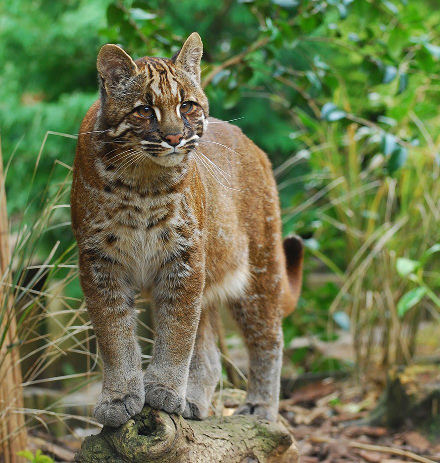 Asian Golden Cat (Catopuma Temminckii)