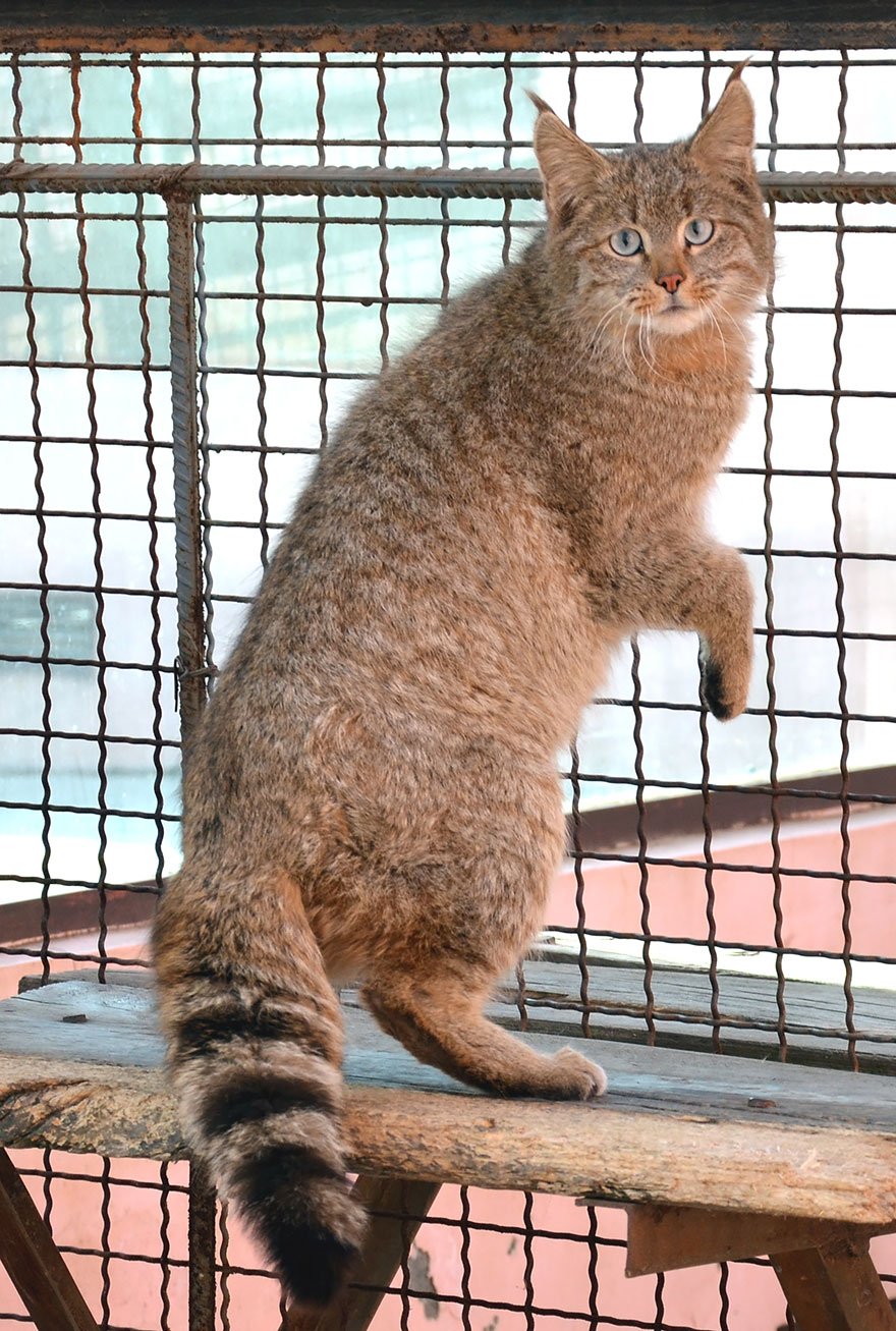 Chinese Mountain Cat (Felis Bieti)