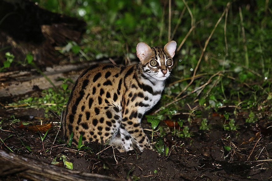 Leopard Cat (Prionailurus Bengalensis)