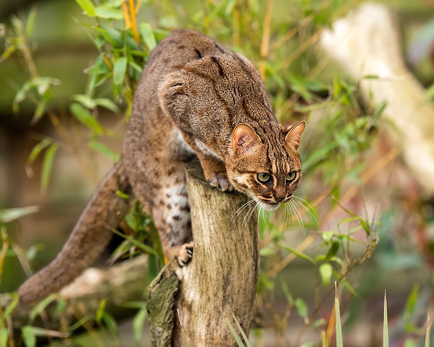 Rusty Spotted Cat (Prionailurus Rubiginosus)