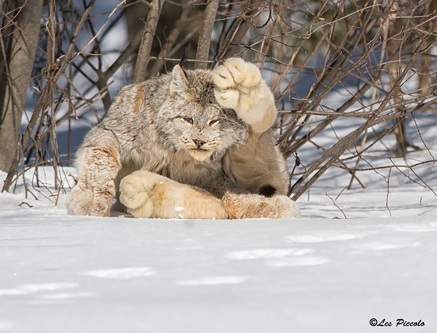 Canadian Lynx (Lynx Canadensis)