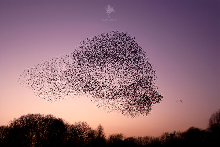 The Rorschachtest, Starling Murmuration