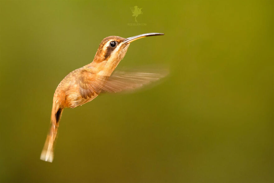 High Speed Hummingbird