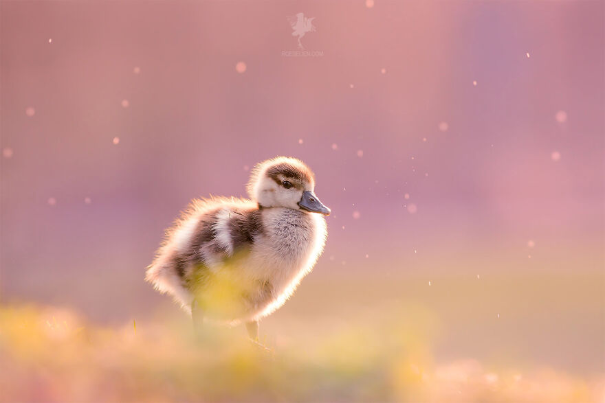 Dreamy Duckling