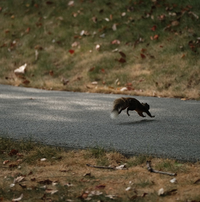 Brown Little Squirrel Running On The Road 