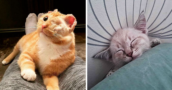 50 Adorable Pets Feeling At Home After Getting Adopted (July Edition)