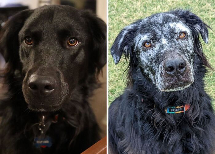 My Dog Buster Has The Skin Condition Vitiligo. It Causes Depigmentation Of The Skin (And Fur). The Left Photo Is From 9 Months Ago, The Right Photo Was Taken Today