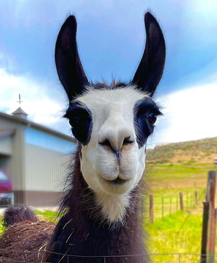 Not Your Traditional Aww But My Neighbor’s Llama Named Goblin Came To Say Hi While I Was In The Garden