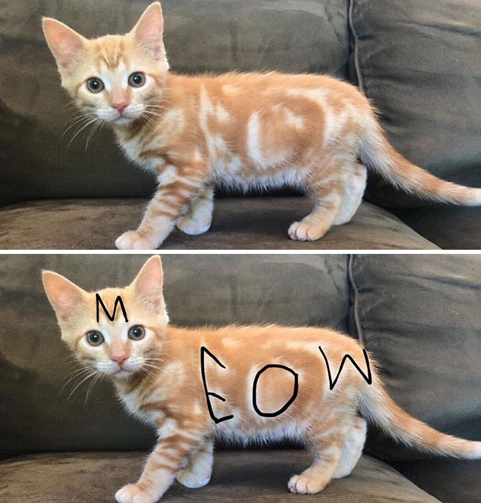 My Foster Kitten’s Fur Spells Out “Meow”