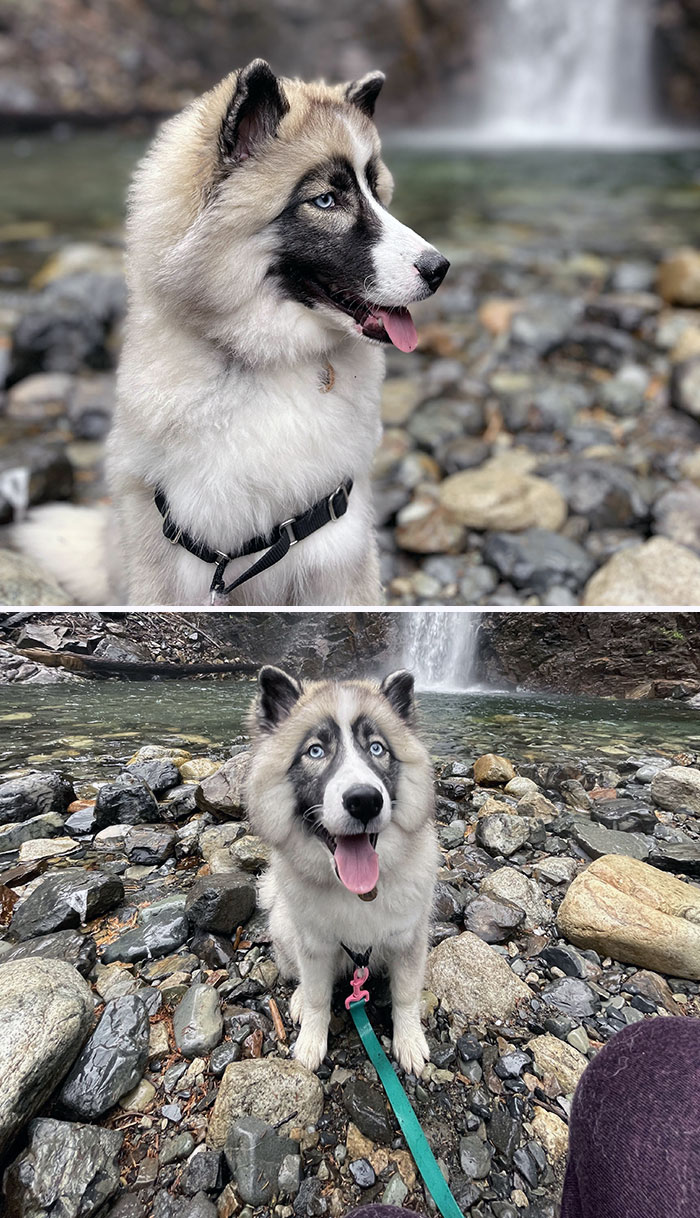 Xayah And I Went On A Puppy-Appropriate Length Hike The Other Day. She Enjoyed Herself
