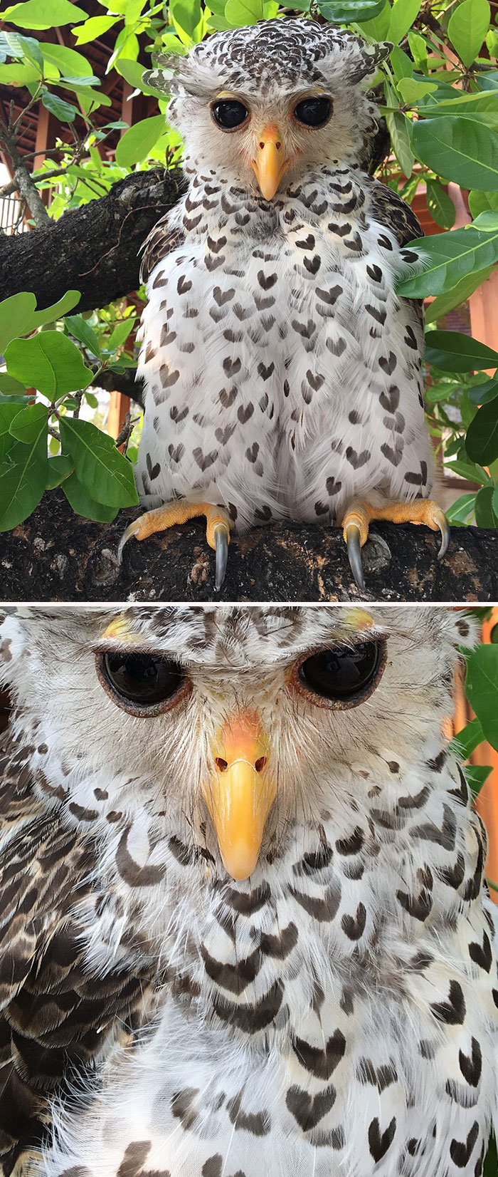 Spot-Bellied Eagle Owls Are Known To Possess Heart-Shaped Markings On Their Plumage