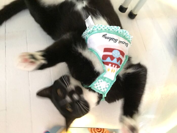 Tallulah Frolicking On Her Birthday (Today) In Her New Birthday Apron