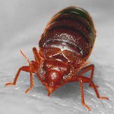 bedbug-64e537cdbe7dc.jpg
