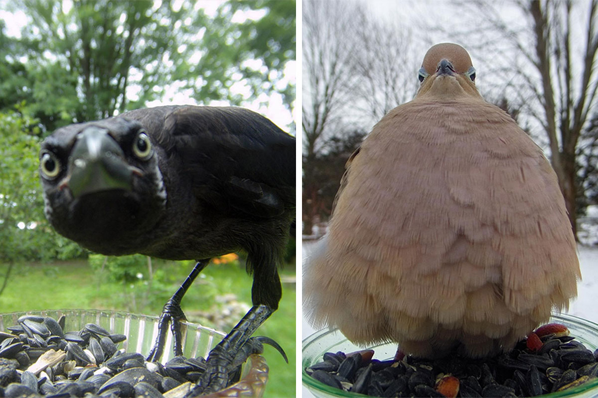 Woman Puts Camera On Bird Feeder In Her Yard, Here Is What It Has Caught  (50 New Pics)
