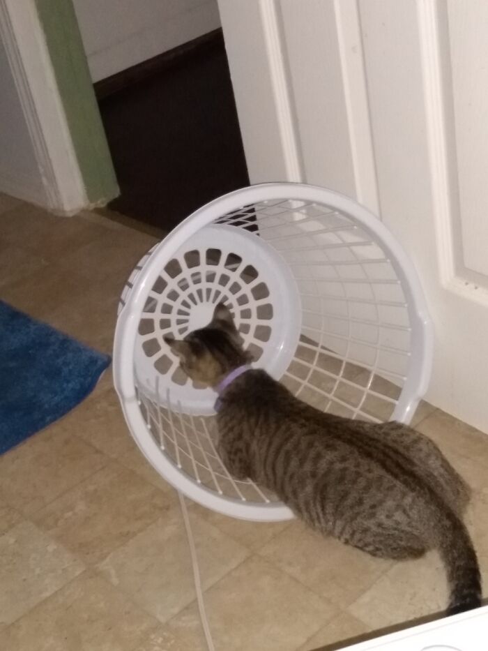 This Really Weird Piece Of Laundry, Named Audi