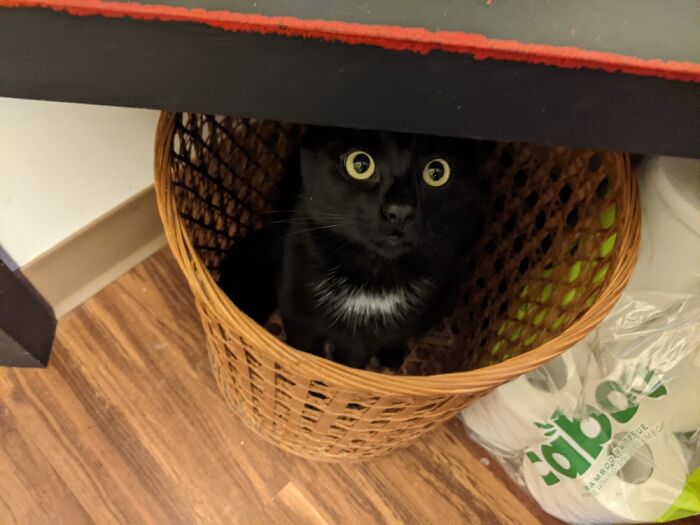 Our 1 Year Old Kitty, Anubis