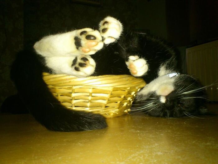 My Boy Scooby. If I (Nearly) Fits, I Sits