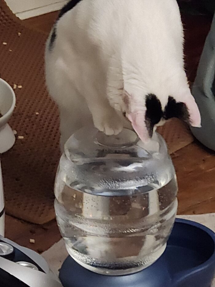 Watching The Water Go Into The Bowl Part. She Does This Every Time