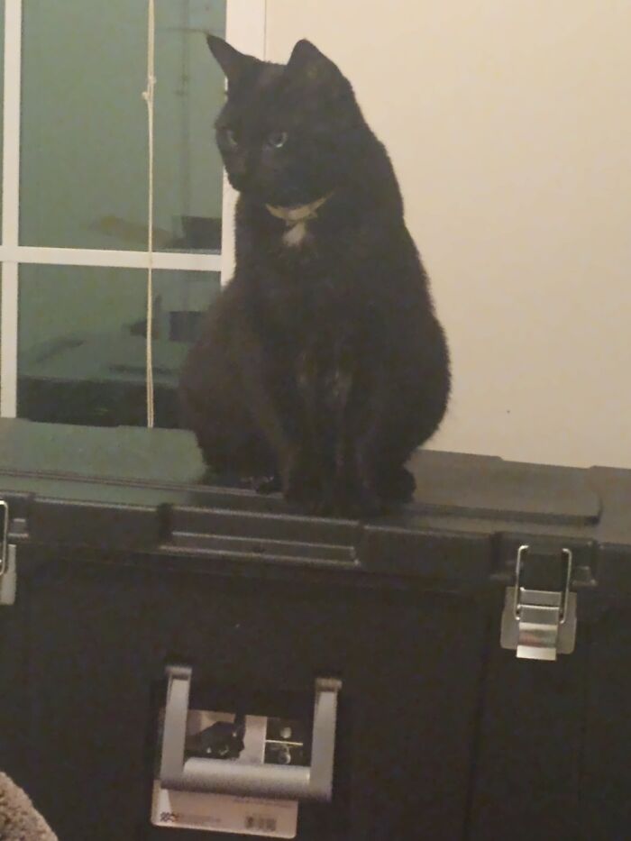 My Kitty-Spot, Observing His Domain