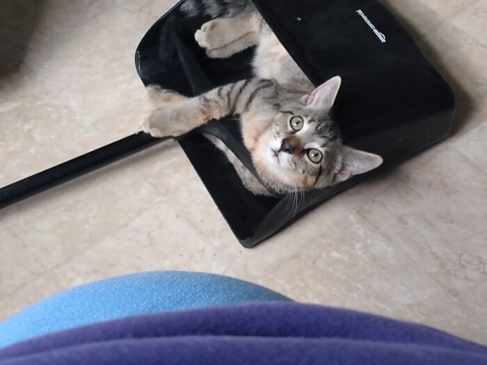 This Random Dustpan That Certainly Hasn't Got Audi In It