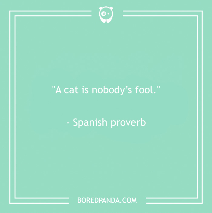 Spanish proverb about cats