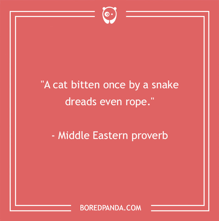 Middle Eastern proverb about cats superstitions