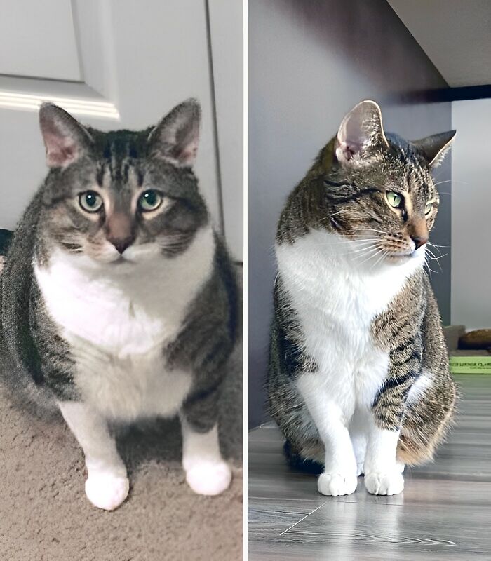 From Chonk To Fit. Down Over 2 Kilos