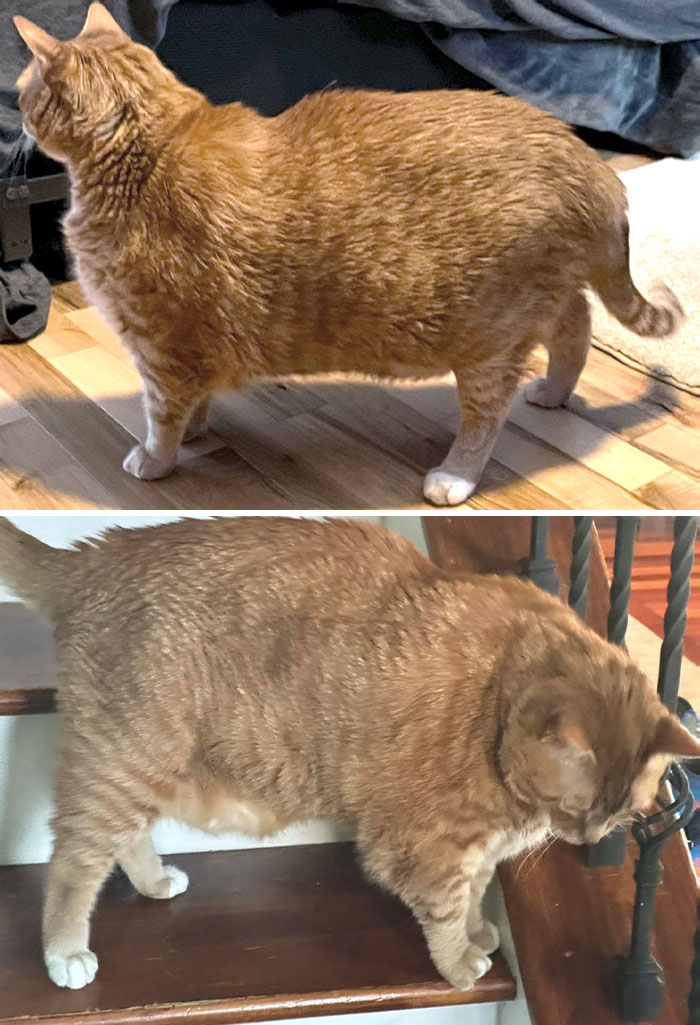 1-Year Update. Our Chonker Isn't As Chonky Anymore