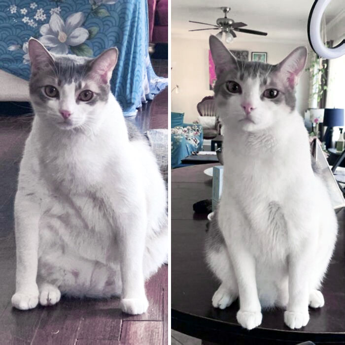 I Know He's Not Chonk Anymore But Look At His (Healthy, Vet Recommended) Weight Loss