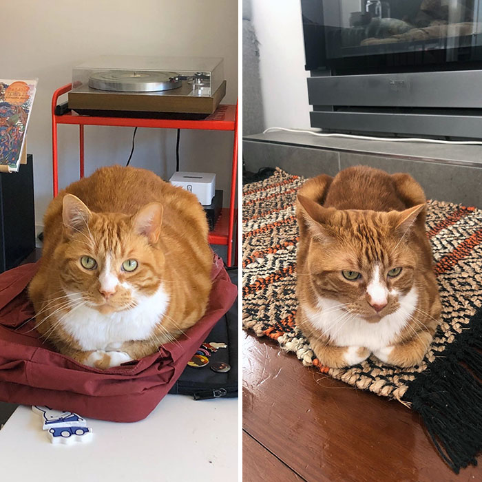 Slowly Dechonking Alan, Our Chunky Ginger Lad