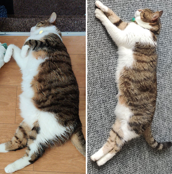 Jesse Has Successfully Shrunk. About A 1.5 Kg Loss
