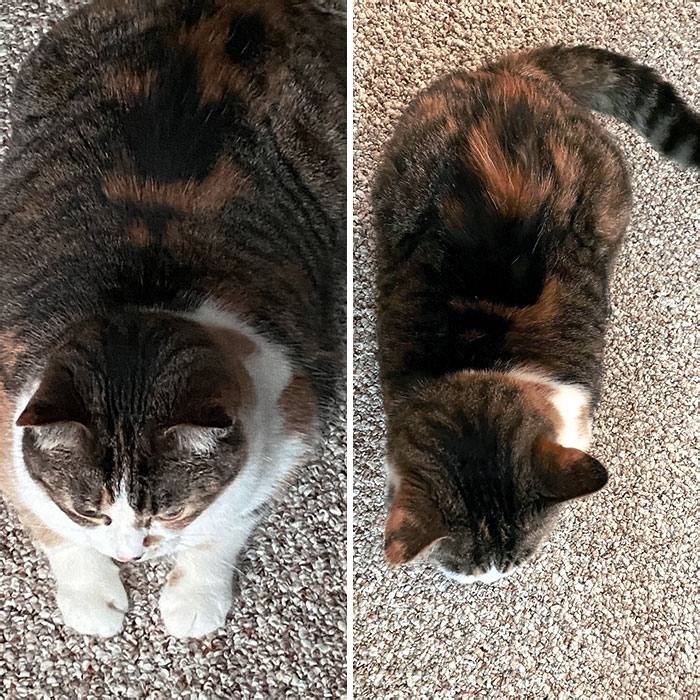 This Is Bella's Before And After. She Has Lost So Much Weight. She's Such A Happy And Playful Cat Now And Her Fur Is So Much Softer And Healthier