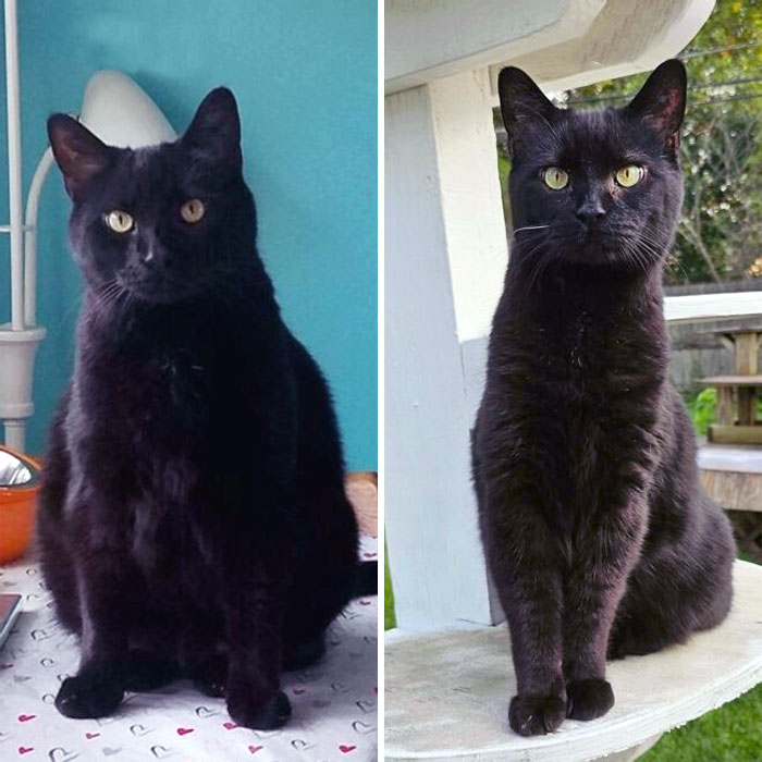 Vito's Journey From 17,2 To 14,8 Lbs. Looking Purrfectly Pawesome