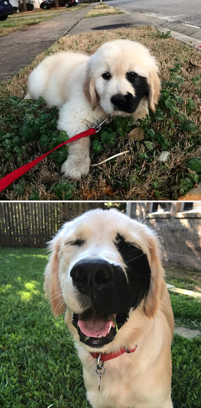 This Golden Retriever Has A Black Birthmark On The Left Side Of His Face
