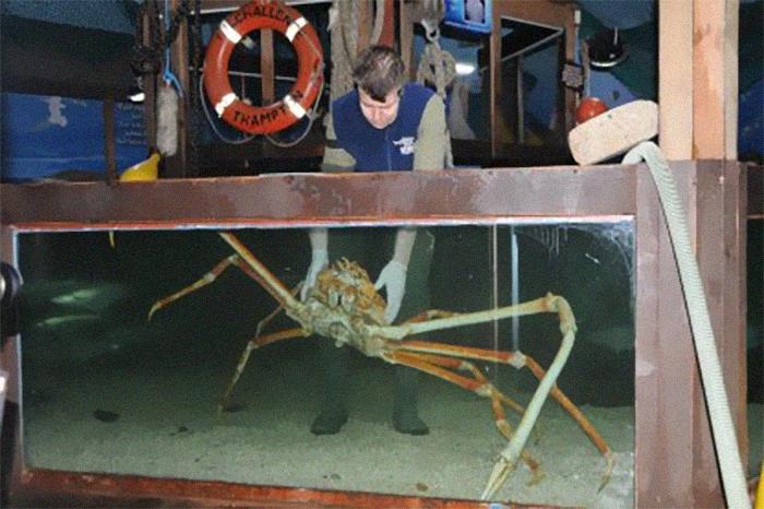 This Is A Japanese Spider Crab It’s Legs Can Grow Up To 120 Cm And It’s The Sea Crab