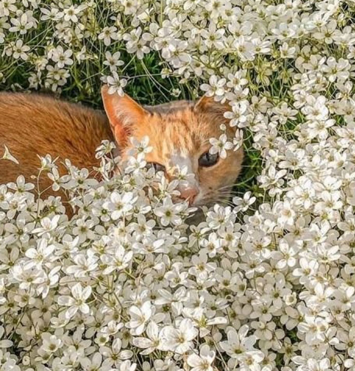 Just Laying In A Sunny Field Of Flowers